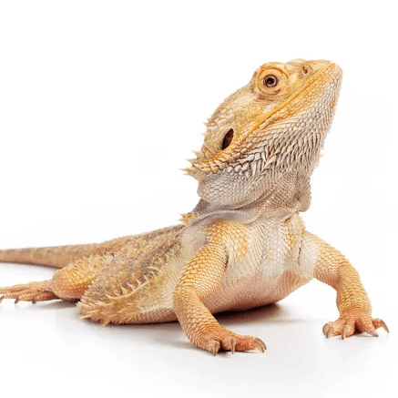 Picture of the animal